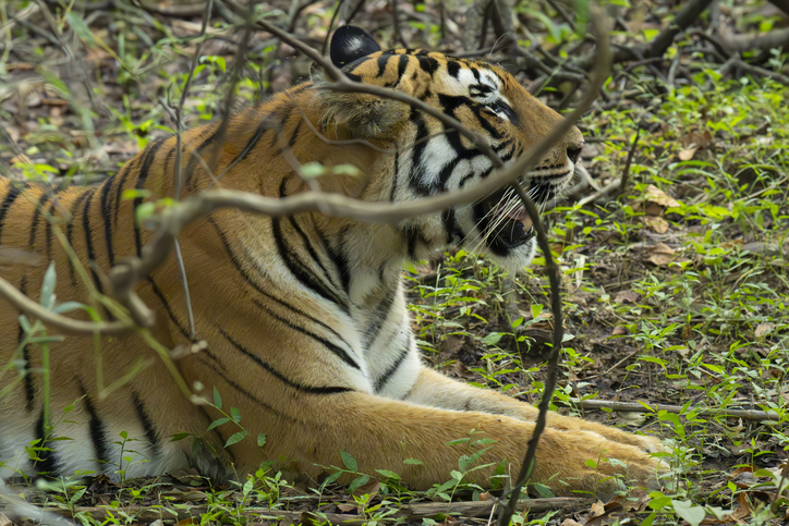 INDIA SELVAGGIA : SAFARI NELLA GIUNGLA