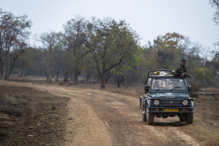 INDIA SELVAGGIA : SAFARI NELLA GIUNGLA - foto 1