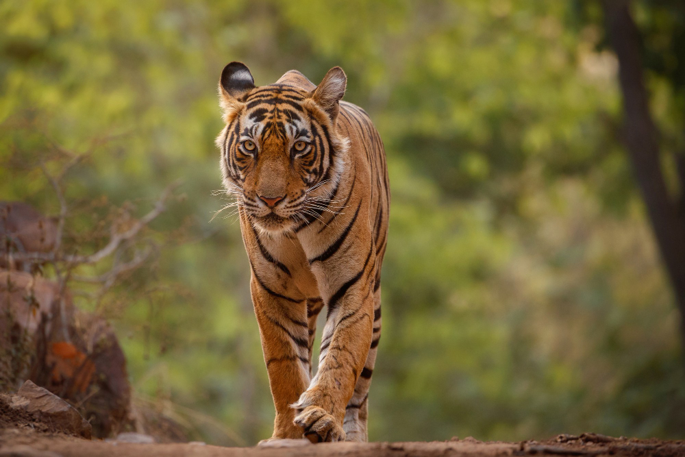 India e il triangolo d'oro (unesco world heritage) - foto 7